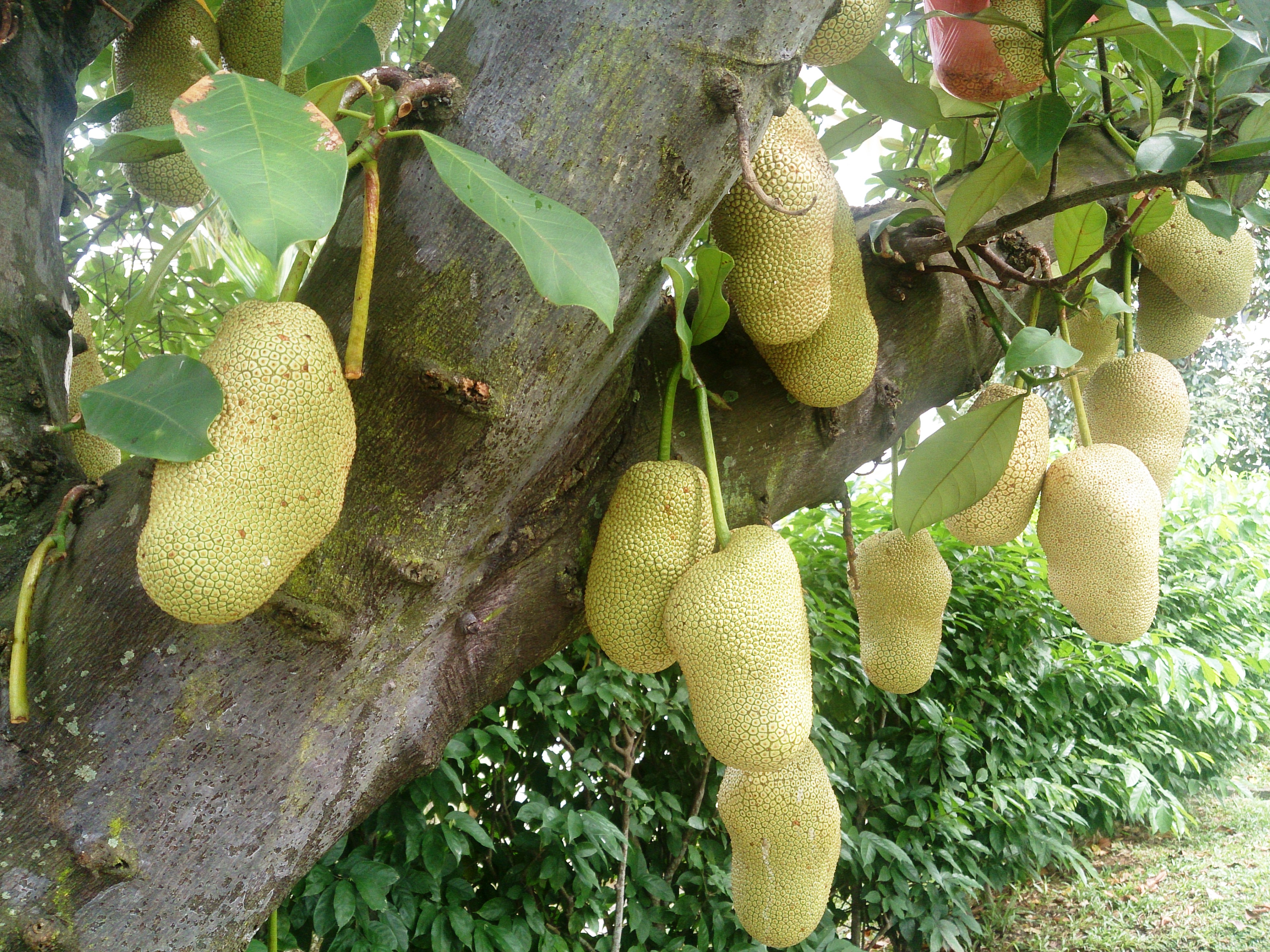 Jackfruit tree Singapore